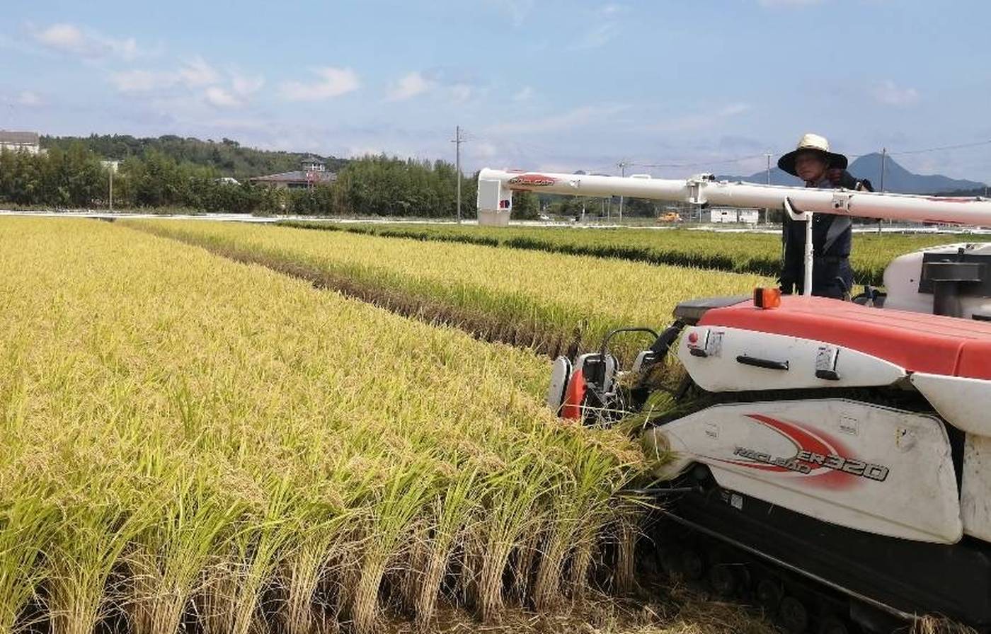 稲刈り